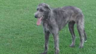 12 Month Old Deerhound X Wolfhound [upl. by Laehctim636]