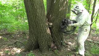 Yellow Jackets Large Nest Removal Relocation [upl. by Nednil]