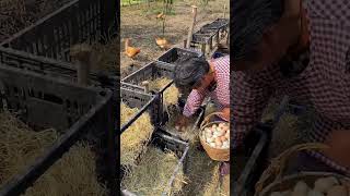 Egg Collection Day Our Daily Harvest on the Farm Chickenfarm69 EggHarvest [upl. by Adnirak]