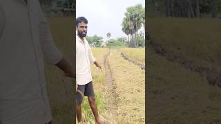 మట్టి తల్లి మట్టి తల్లి agriculture ismartumashekar [upl. by Ardolino]