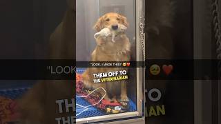 Golden Retriever shows off her new pup ❤️ [upl. by Ecnatsnok367]