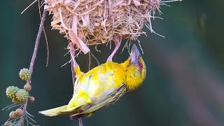 Bird building nest [upl. by Inga]