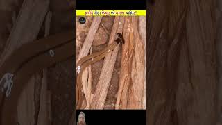 Facts about hammer head worm amazingfacts snake factsinhindi interestingfacts viral shorts [upl. by Leifeste]