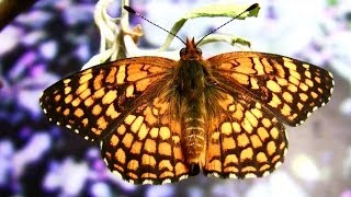 Butterfly Life Cycle  Gabbs Checkerspot HD Macro and Timelapse V13385 [upl. by Joktan583]