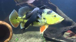 Featherfin Catfish Cleaning Peacock Bass [upl. by Bradford]