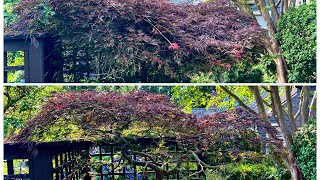 Acer palmatum dissectum Japanese laceleaf maple restoration pruning  was previously hedge trimmed [upl. by Naro499]