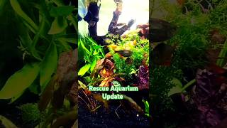 Creating a Beautiful Planted Aquarium for Rescued Fish [upl. by Annaear]