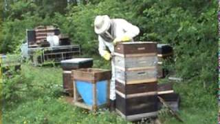 Extracting Honey [upl. by Algernon]