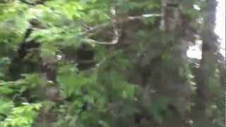 Howler monkey sounds in Tikal National Park Guatamala [upl. by Ennovaj]