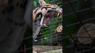 Clouded Leopard 🐆  cloudedleopard meghalaya indianwildlife bigcatconservation shorts [upl. by Oinota]