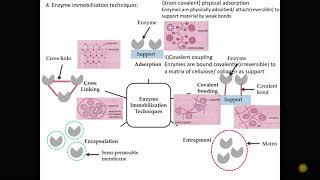 Enzyme Immobilisation Techniques [upl. by Artened]