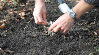 The Planting of hardy Ladys Slipper Orchids in the Garden [upl. by Hieronymus]