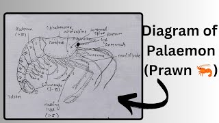 How to draw a diagram of Palaemon the prawn 🦐  easy diagram of Prawn  bharti333 [upl. by Hulburt652]