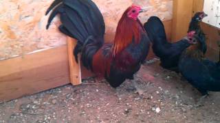 brown red american game bantams [upl. by Nnasus]