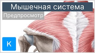 Мышечная система предпросмотр  Анатомия человека  Kenhub [upl. by Hultgren]