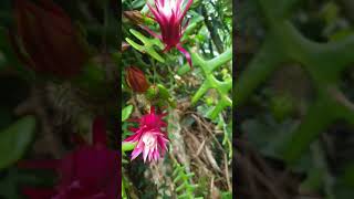 Fish bone Cactus in flower selenicereus Fishbone cactus rickrack plant [upl. by Janot]