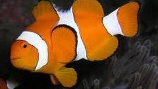 Group of Clown fish Nemo fish ★★★★★ [upl. by Anawt]