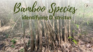 Bamboo species identification with Natalia Reategui Dendrocalamus strictus [upl. by Cristobal227]