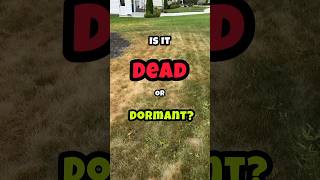 Is Your Grass Dormant or Dead shorts lawn [upl. by Eenot]