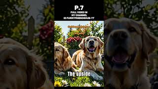 Golden Retrievers vs Labradors P7 [upl. by Plante]