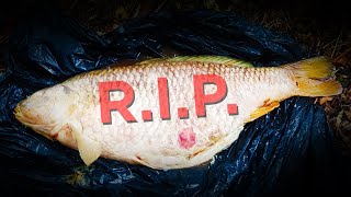 We tried our best to save them HUGE FISH in danger [upl. by Sansbury]