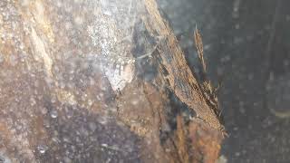 Heteropoda sp quotThai Cavesquot molting and falling [upl. by Hsreh]