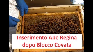 Inserimento Ape Regina nel Nido dopo Blocco Covata [upl. by Cocke400]