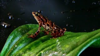 The Invisible Enemy Wiping Out Entire Species of Frogs [upl. by Tigdirb]