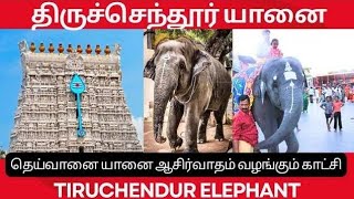 thiruchendur murugan temple elephant subscribe [upl. by Meeki]