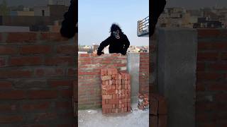 Karishma ki chij gorilla ne Le li 😟🦍 short shortfeed comedyshort [upl. by Ellard]