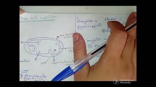 métabolisme cellulaire  catabolisme الأيض الخلوي [upl. by Yme]