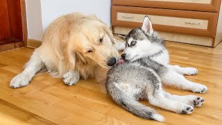 How a Golden Retriever Grooms a Husky Puppy [upl. by Eire156]