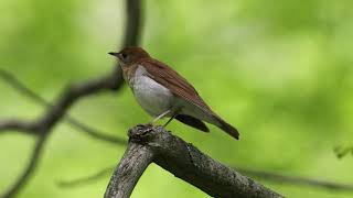 Veery thrush song [upl. by Val]