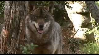 LOBO IBERICO COEXISTENCIA DEL LOBO Y EL MUNDO RURAL [upl. by Ronald764]