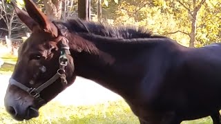 Mule sound braying  neighing  whinny  Audio [upl. by Gibbons]