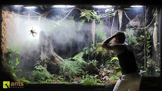 How a Huntsman Spider Returned From the Dead in My Giant Rainforest Vivarium [upl. by Gerhardt780]