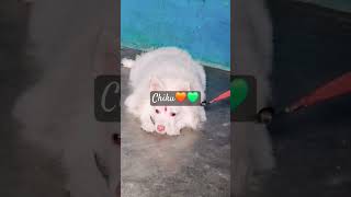 Pyara chiku 🥰🥰 song music love doglover [upl. by Ahsenahs]