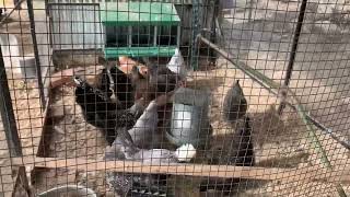 Feeding cracked corn to chickens in their coop [upl. by Newkirk]