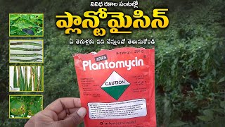 Plantomycin  Aries Agro Limited  Plantomycin Dose  Plantomycin Telugu  Plantomycin Use [upl. by Hgielrebmik]