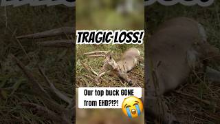 TRAGIC Loss Our Top Buck GONE from EHD shorts deerhunting ehd deerdisease whitetaildeer [upl. by Timi]