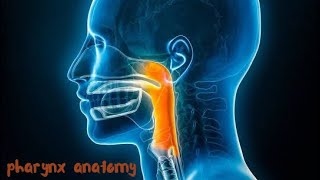 pharynx anatomy  nutrition [upl. by Vial442]