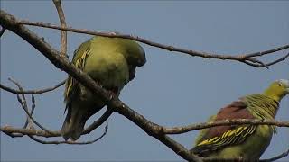 Doves amp Pigeons of India  Ashyheaded Green Pigeon [upl. by Antebi]