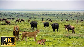 4K African Wildlife What Happen Next in Nature  Wildlife Secrets  Relaxing Nature In 4K [upl. by Glaser]