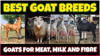 Best Goat breeds in the World  Worlds Best Goat Breeds for meat milk and Fiber [upl. by Marchese]