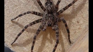 GIANT Wolf Spider [upl. by Yelehsa]