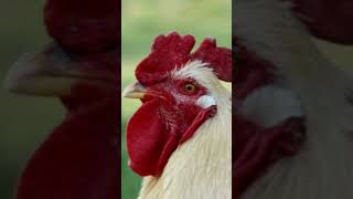 Le chant du coq qui va vous réveiller à coup sûr  🐓 CRI du coq  Rooster crowing 🔊 [upl. by Llevra]