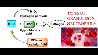 L25 Function of Myeloperoxidase Granules in Neutrophils [upl. by Selhorst]