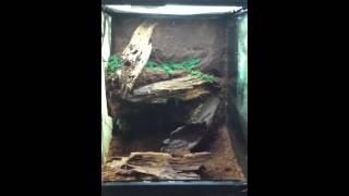 Vivarium construction 5 [upl. by Latoya]