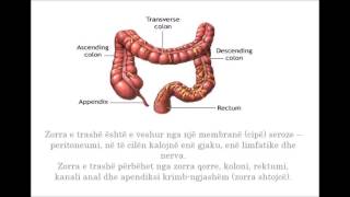 Sistemi Tretës te njeriu Projekt për Shkollën e Mesme [upl. by Uttasta]