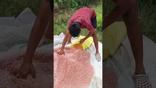 Potta Mandhu dailyvlog villagevlogs shots youtube farming [upl. by Namqul]